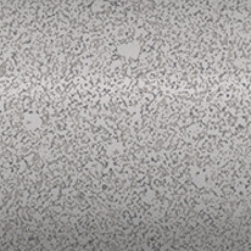SPA061R Бордюр Про Матрикс серый светлый матовый 300х25х19 обрезной